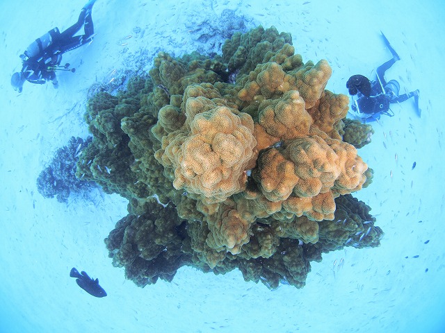 20140816183502.jpg 20140816183502.jpg