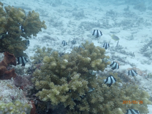 20150526165649.jpg 20150526165649.jpg