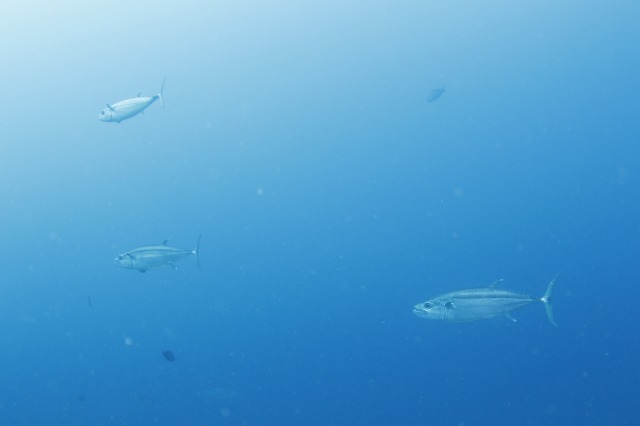 20150621173141.jpg 20150621173141.jpg