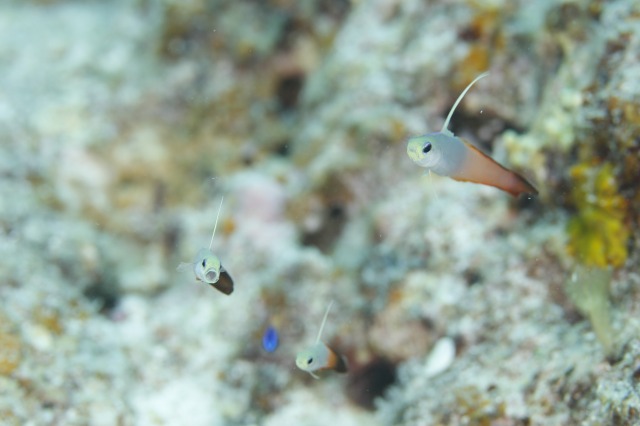 20150621173142.jpg 20150621173142.jpg