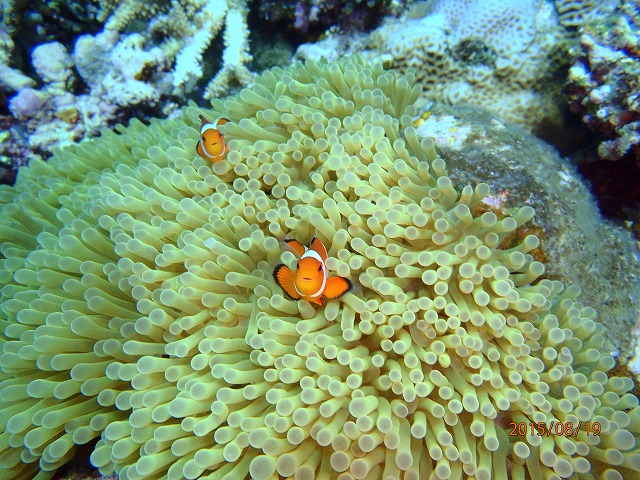 20150819180923.jpg 20150819180923.jpg