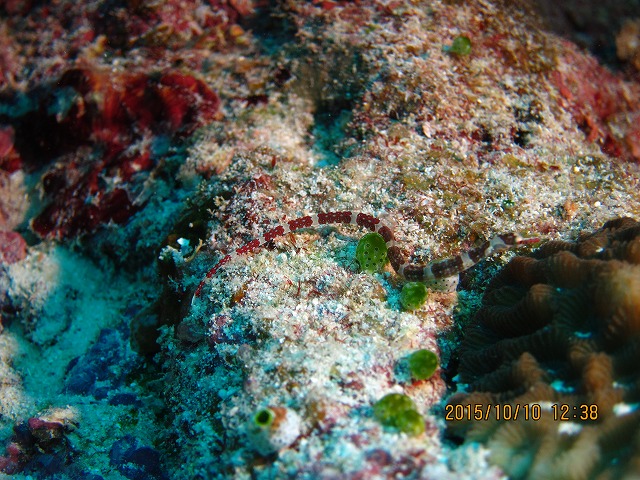 20151017145335.jpg 20151017145335.jpg