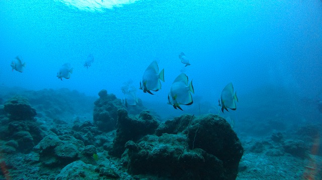 20151018165918.jpg 20151018165918.jpg