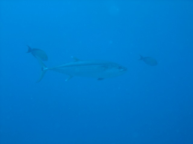 20151025180847.jpg 20151025180847.jpg