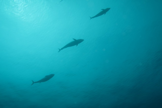 20151025180850.jpg 20151025180850.jpg