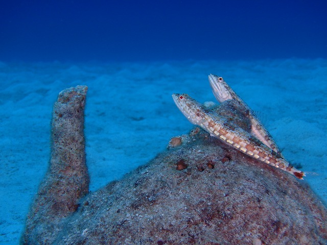 20151119172403.jpg 20151119172403.jpg