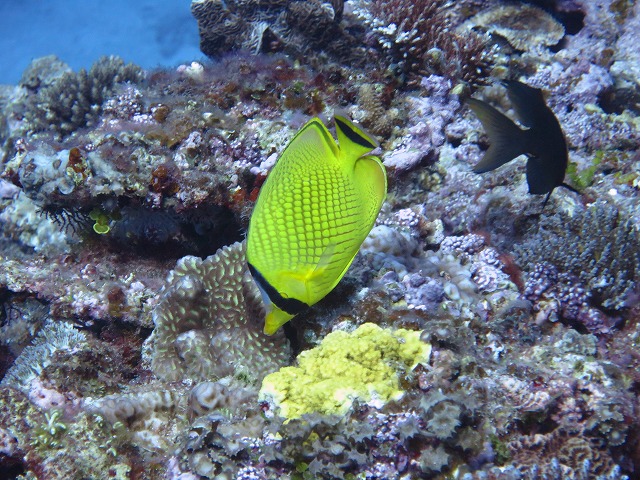 20151119172410.jpg 20151119172410.jpg