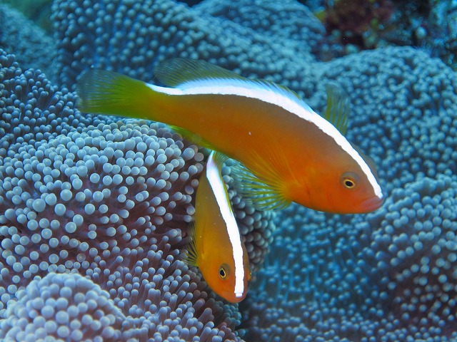 20151119172411.jpg 20151119172411.jpg