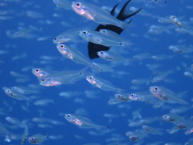 20151119183959.jpg 20151119183959.jpg