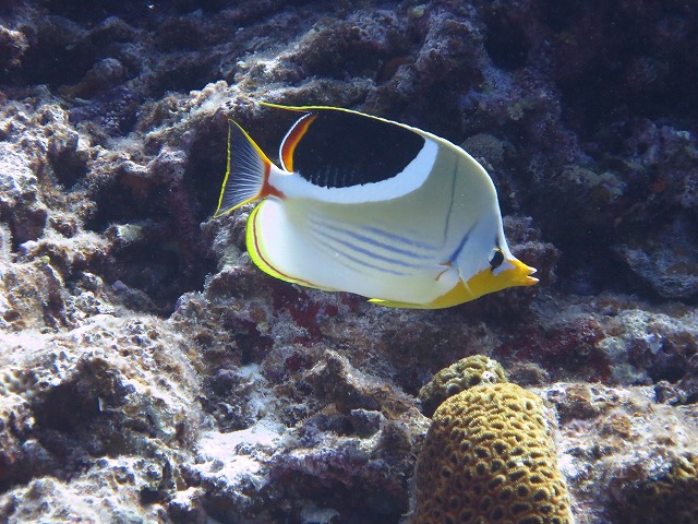 20151120170459.jpg 20151120170459.jpg