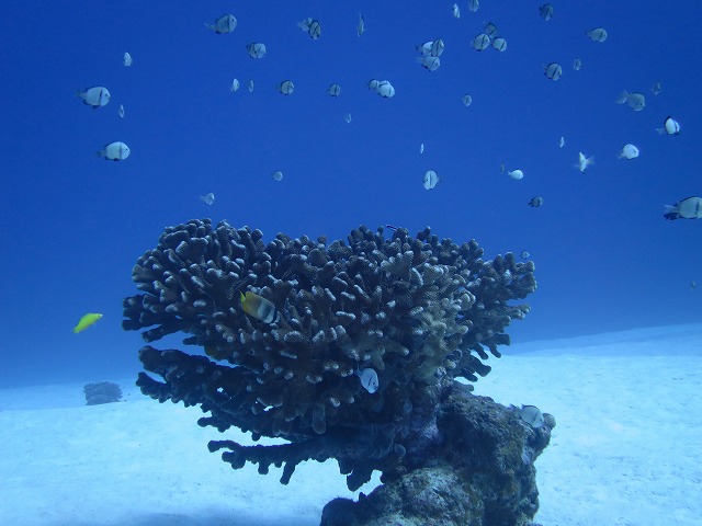 20151120170500.jpg 20151120170500.jpg