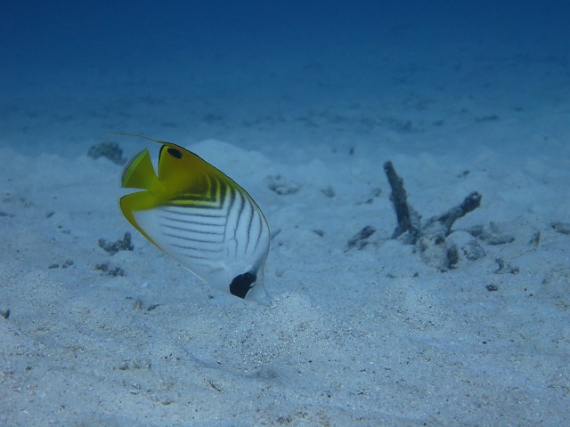 20151120170505.jpg 20151120170505.jpg