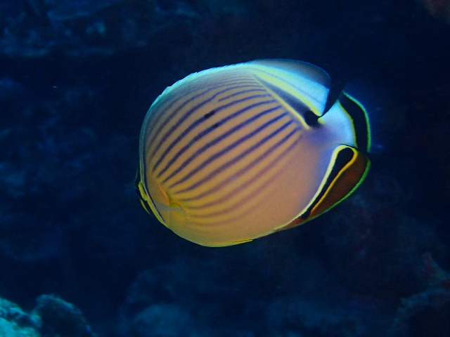 20160104174512.jpg 20160104174512.jpg